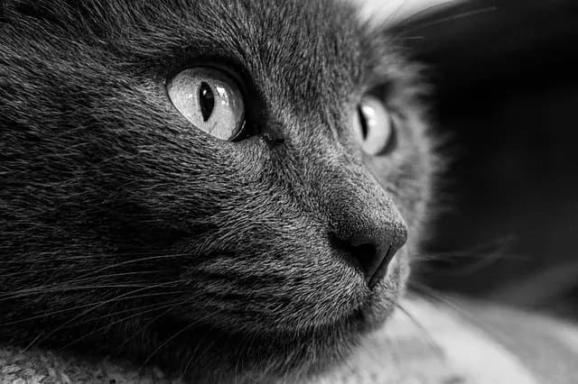Animaux domestiques pour enfants : Guide d'achat complet