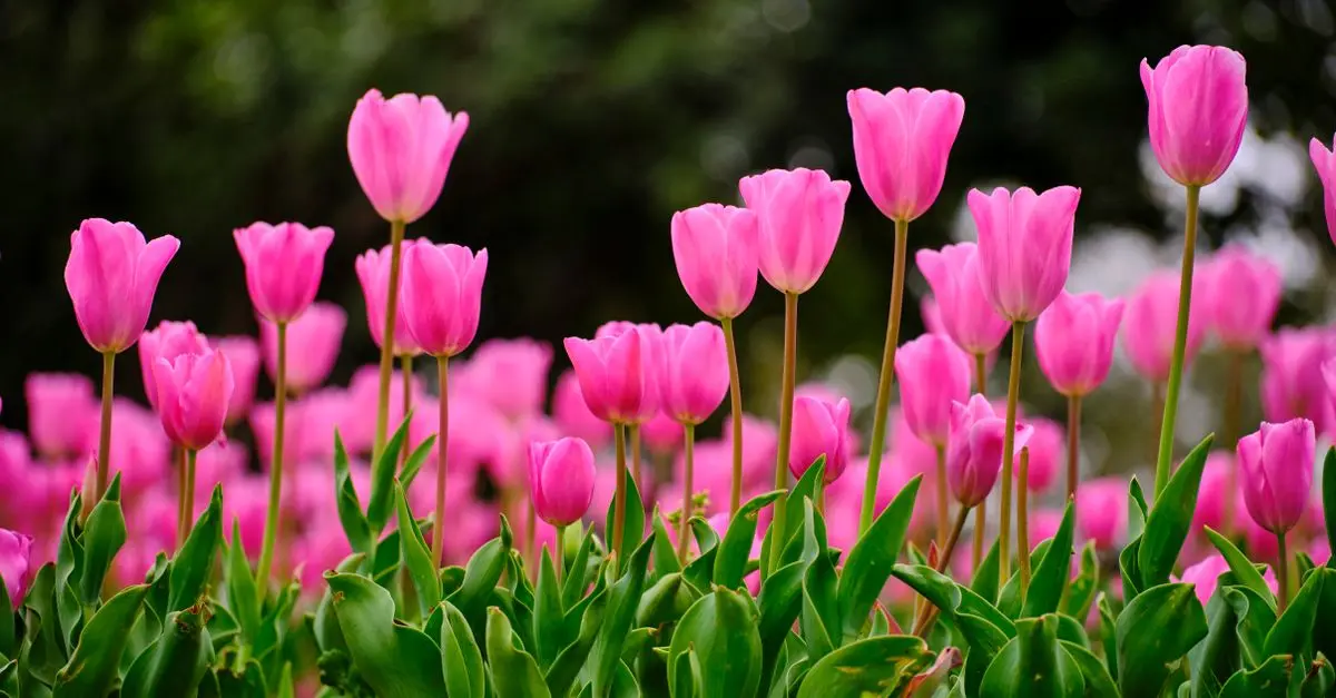 Les outils de jardinage incontournables