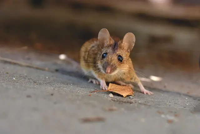 Guide d'achat : Souris ergonomiques pour le bureau