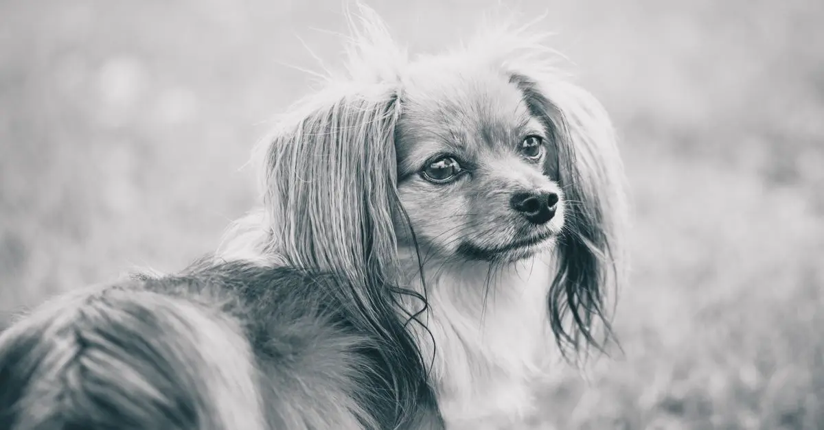Guide d'achat : Nœuds papillon originaux et abordables